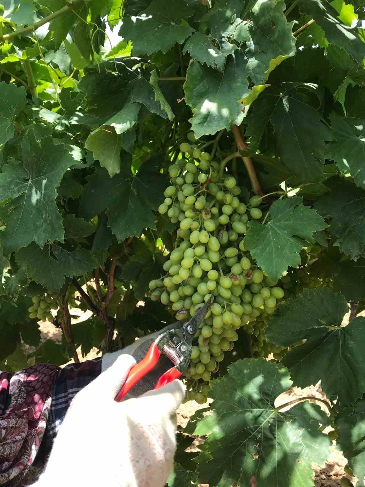 Sarıgöl’de doludan zarar gören üzüm salkımları ayıklanıyor