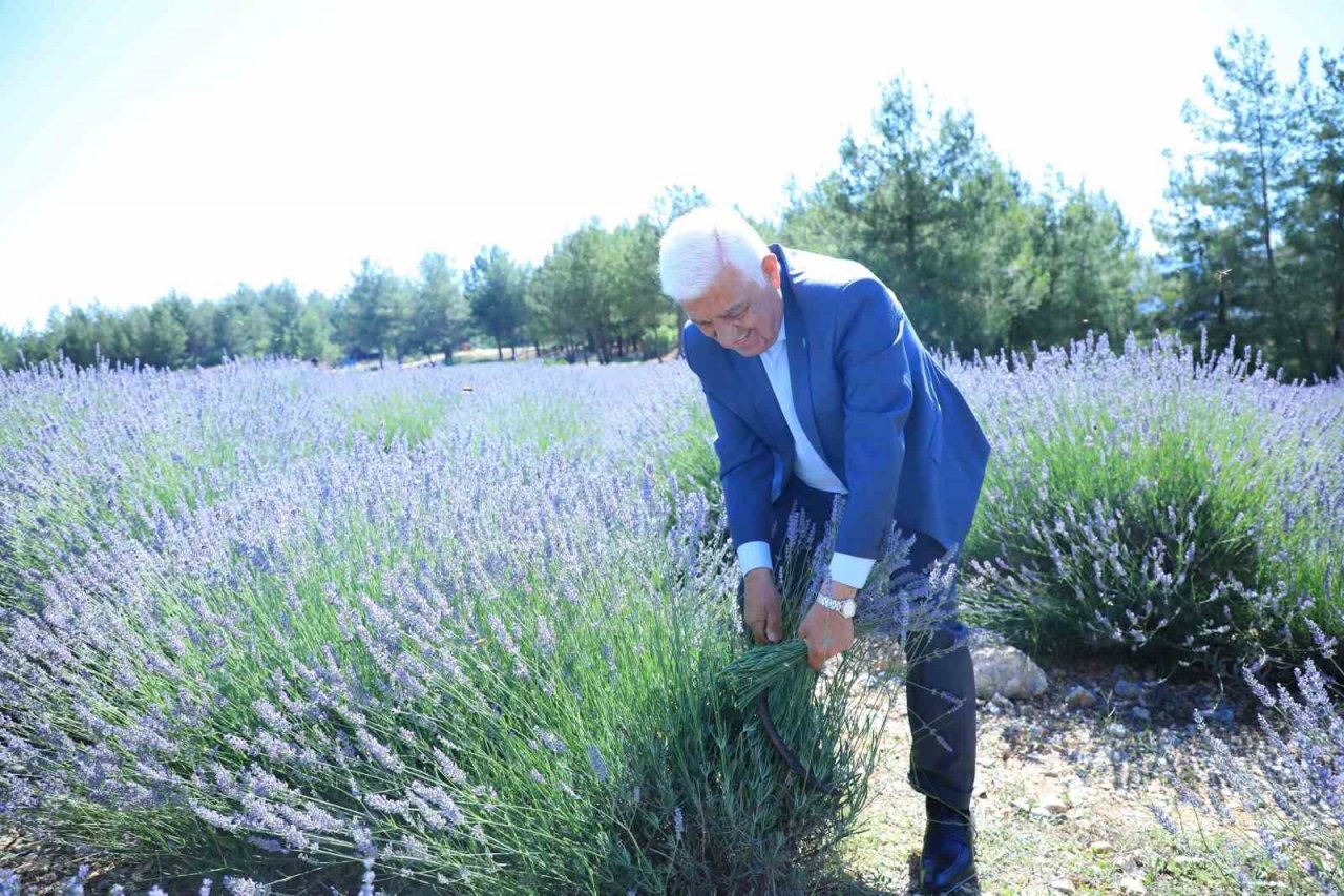 Koku Vadisi’nde Lavanta şenliği düzenleniyor