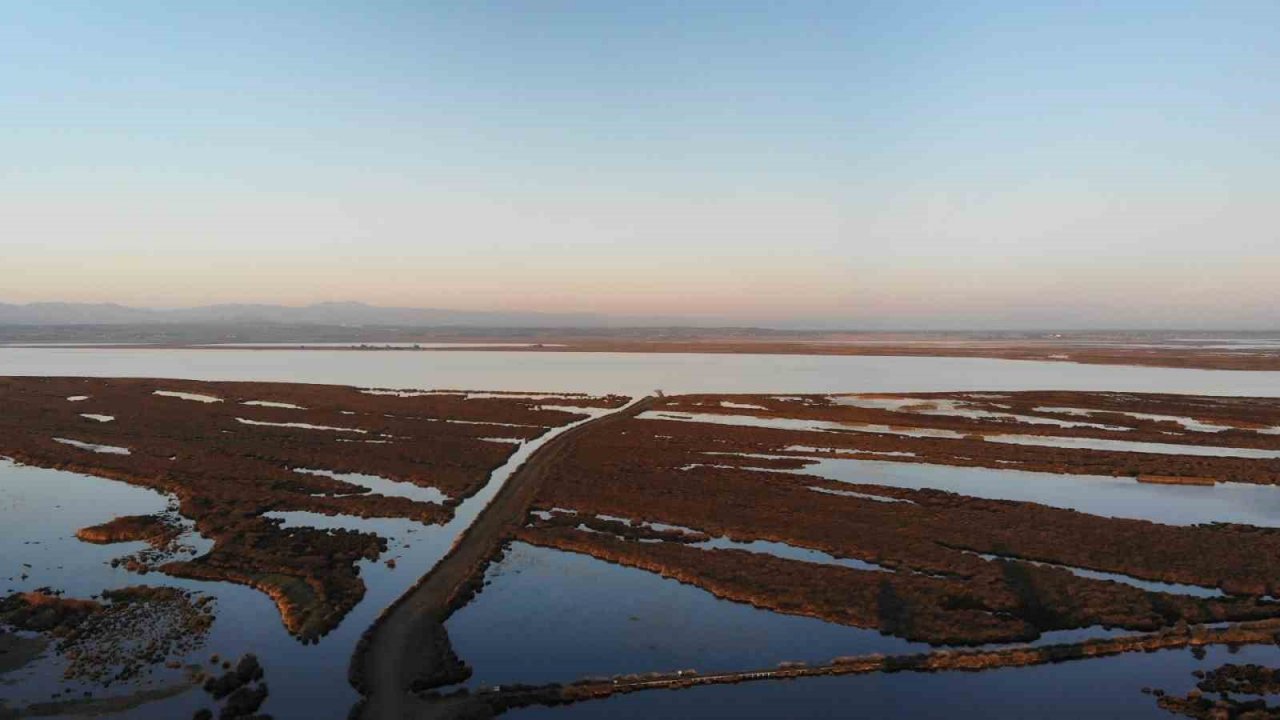 İç sularda istilacı ‘İsrail sazanı’ ve ‘sivrisinek balığı’ kabusu
