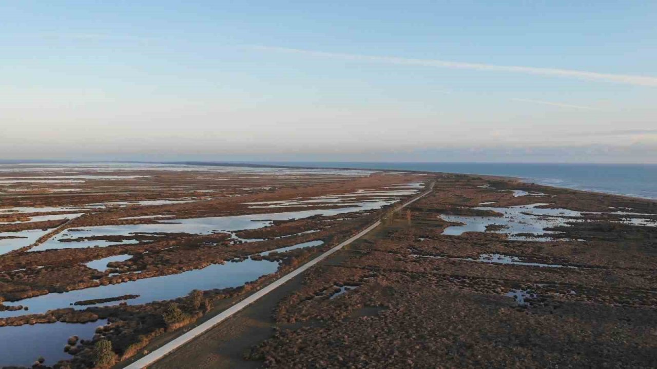 İç sularda istilacı ‘İsrail sazanı’ ve ‘sivrisinek balığı’ kabusu