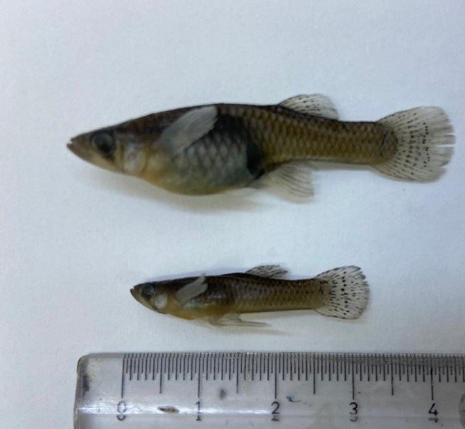 İç sularda istilacı ‘İsrail sazanı’ ve ‘sivrisinek balığı’ kabusu