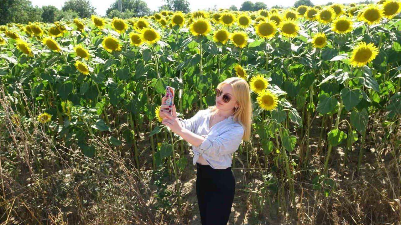 Yol kenarındaki ayçiçeği tarlası fotoğrafseverlerin uğrak noktası oldu