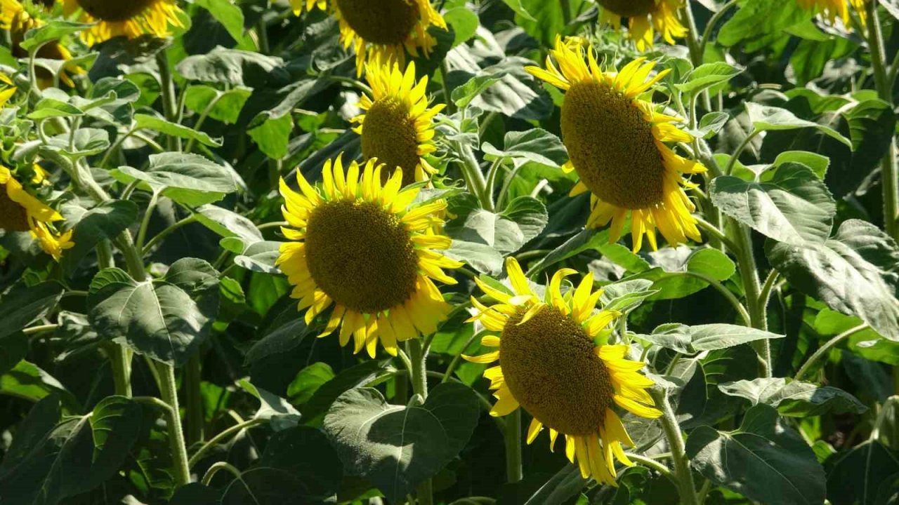 Yol kenarındaki ayçiçeği tarlası fotoğrafseverlerin uğrak noktası oldu