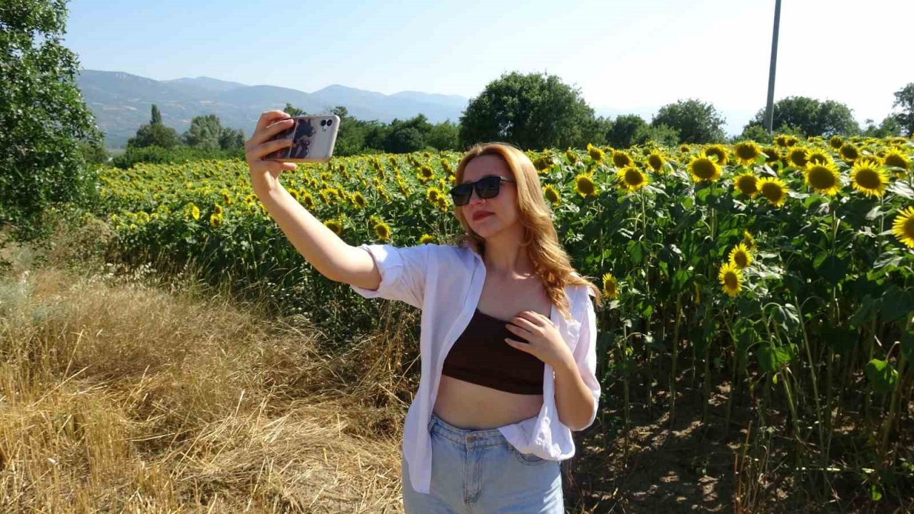 Yol kenarındaki ayçiçeği tarlası fotoğrafseverlerin uğrak noktası oldu