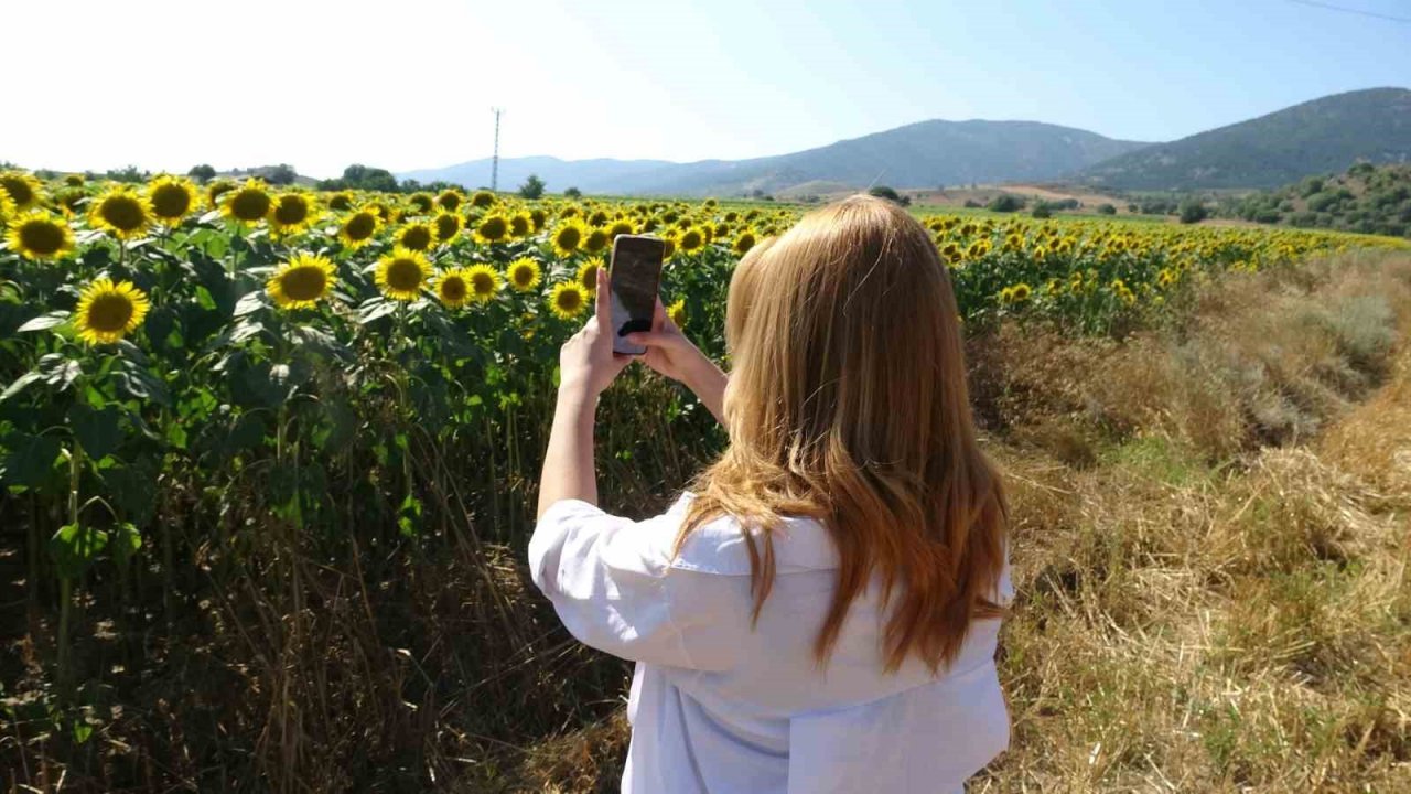 Yol kenarındaki ayçiçeği tarlası fotoğrafseverlerin uğrak noktası oldu
