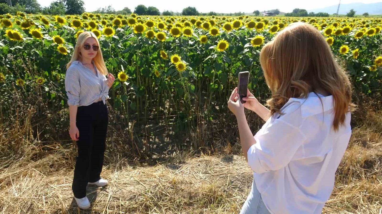 Yol kenarındaki ayçiçeği tarlası fotoğrafseverlerin uğrak noktası oldu