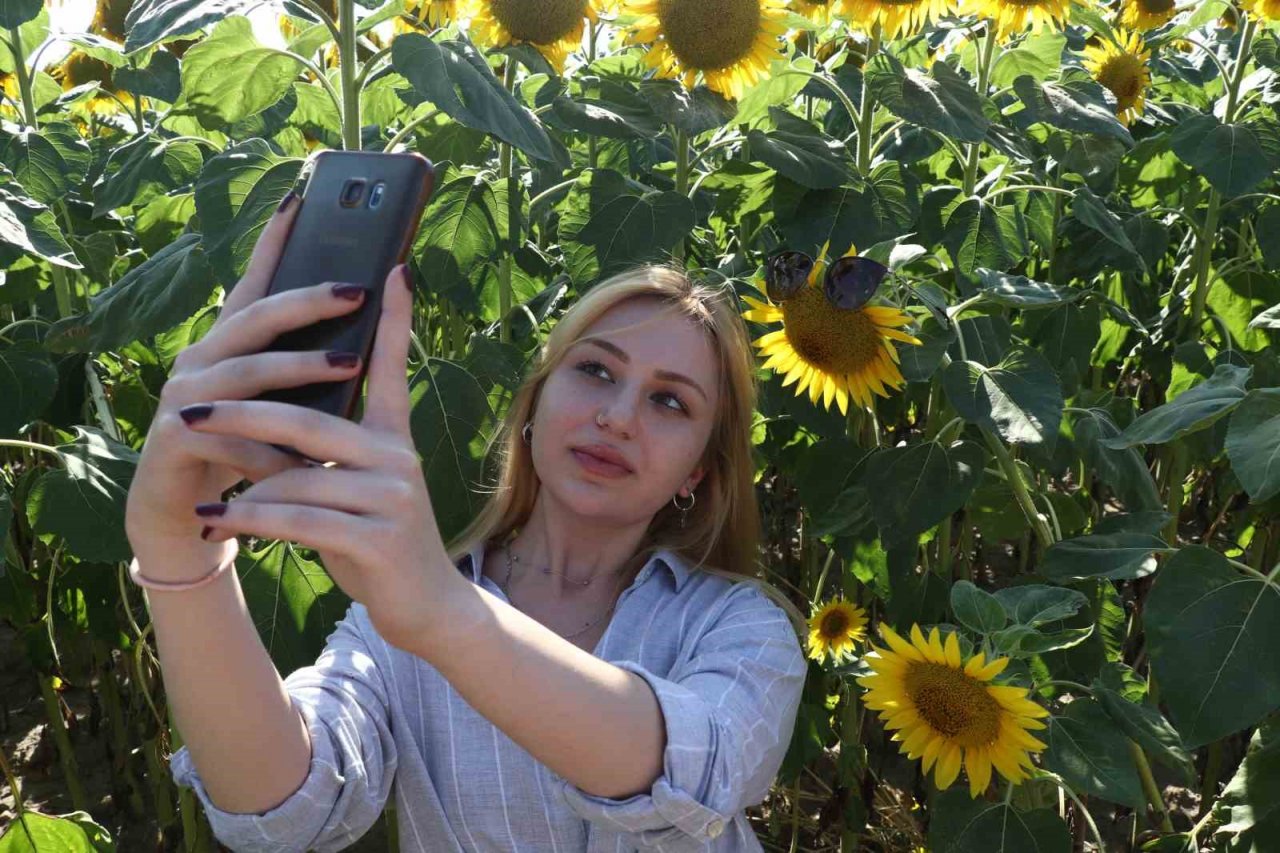 Yol kenarındaki ayçiçeği tarlası fotoğrafseverlerin uğrak noktası oldu