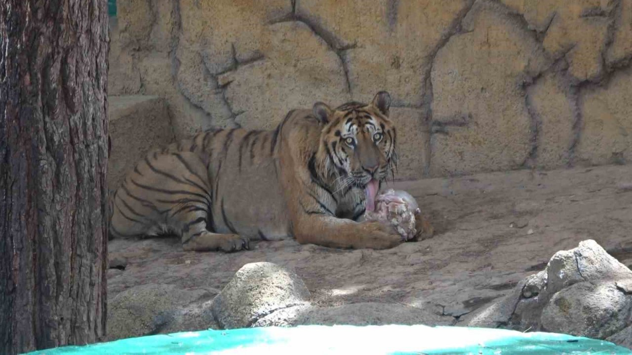 45 derece sıcaklıkta hayvanlar buzlu kokteylle serinledi