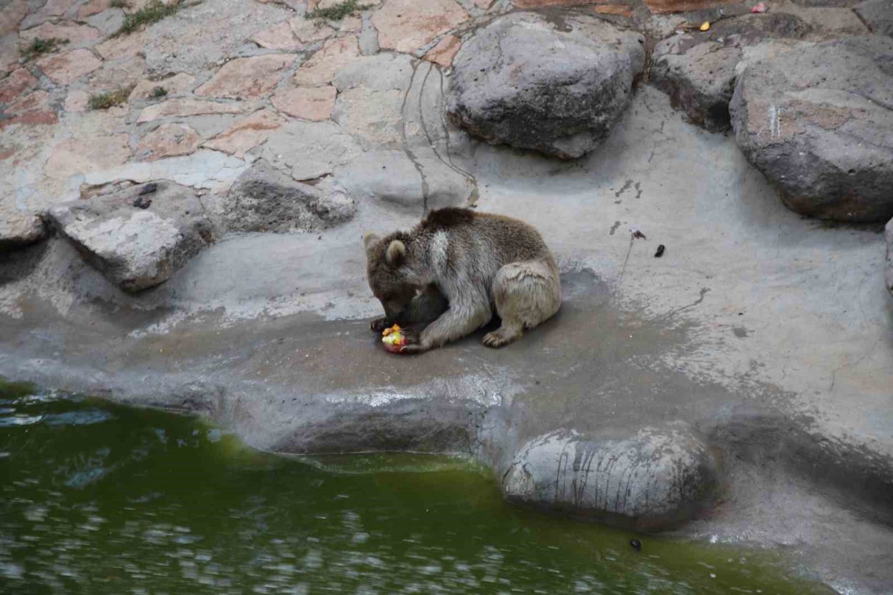 45 derece sıcaklıkta hayvanlar buzlu kokteylle serinledi