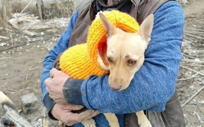 Köpeğinin yerini söyleyene 100 bin TL ödül verecek