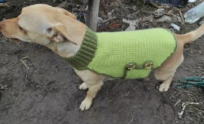 Köpeğinin yerini söyleyene 100 bin TL ödül verecek