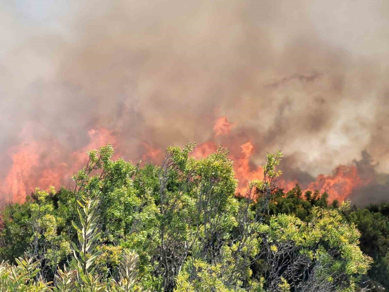 Manavgat’taki orman yangınında ihmal iddiası