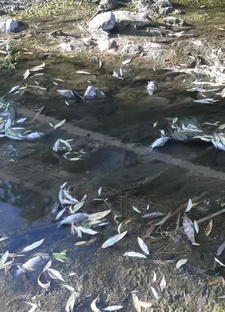 Su kesintisi yapılan deredeki onlarca balık telef oldu