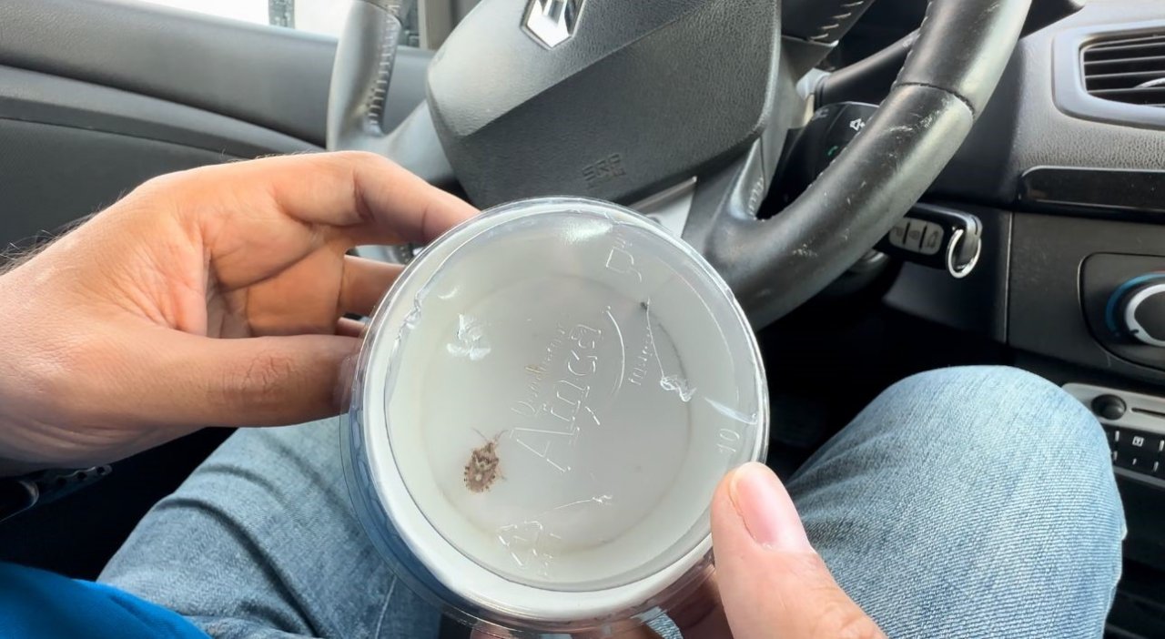 Yüksekova’da insan yüzünü andıran böcek şaşırttı