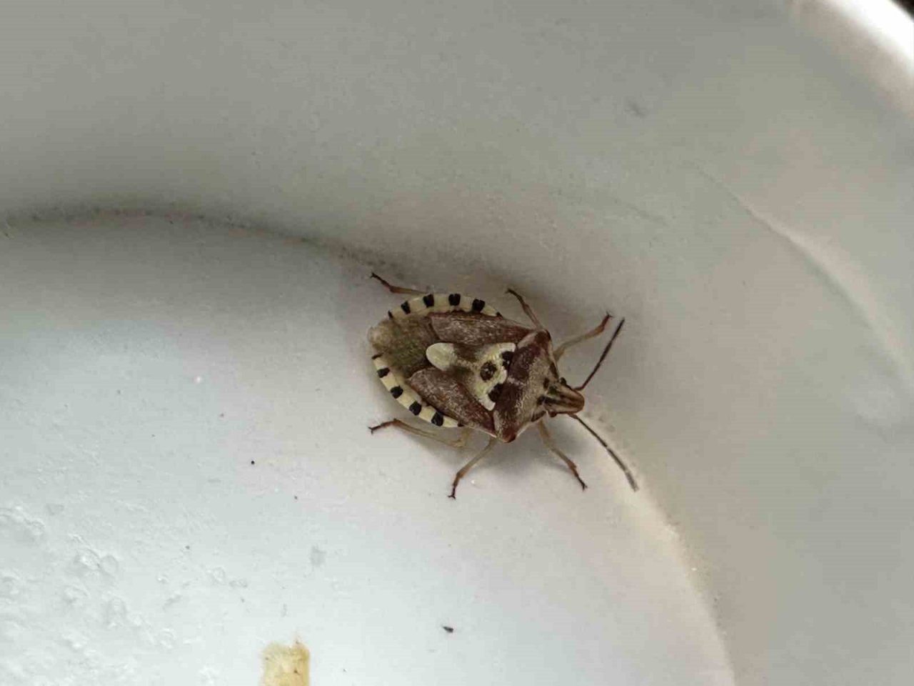 Yüksekova’da insan yüzünü andıran böcek şaşırttı