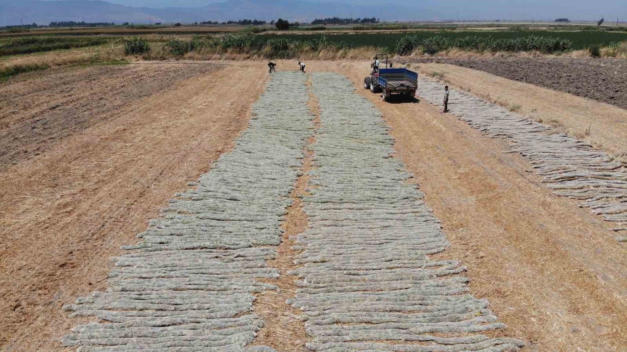 ’El Nino’ sıcağında zorlu tütün kurutma mesaisi