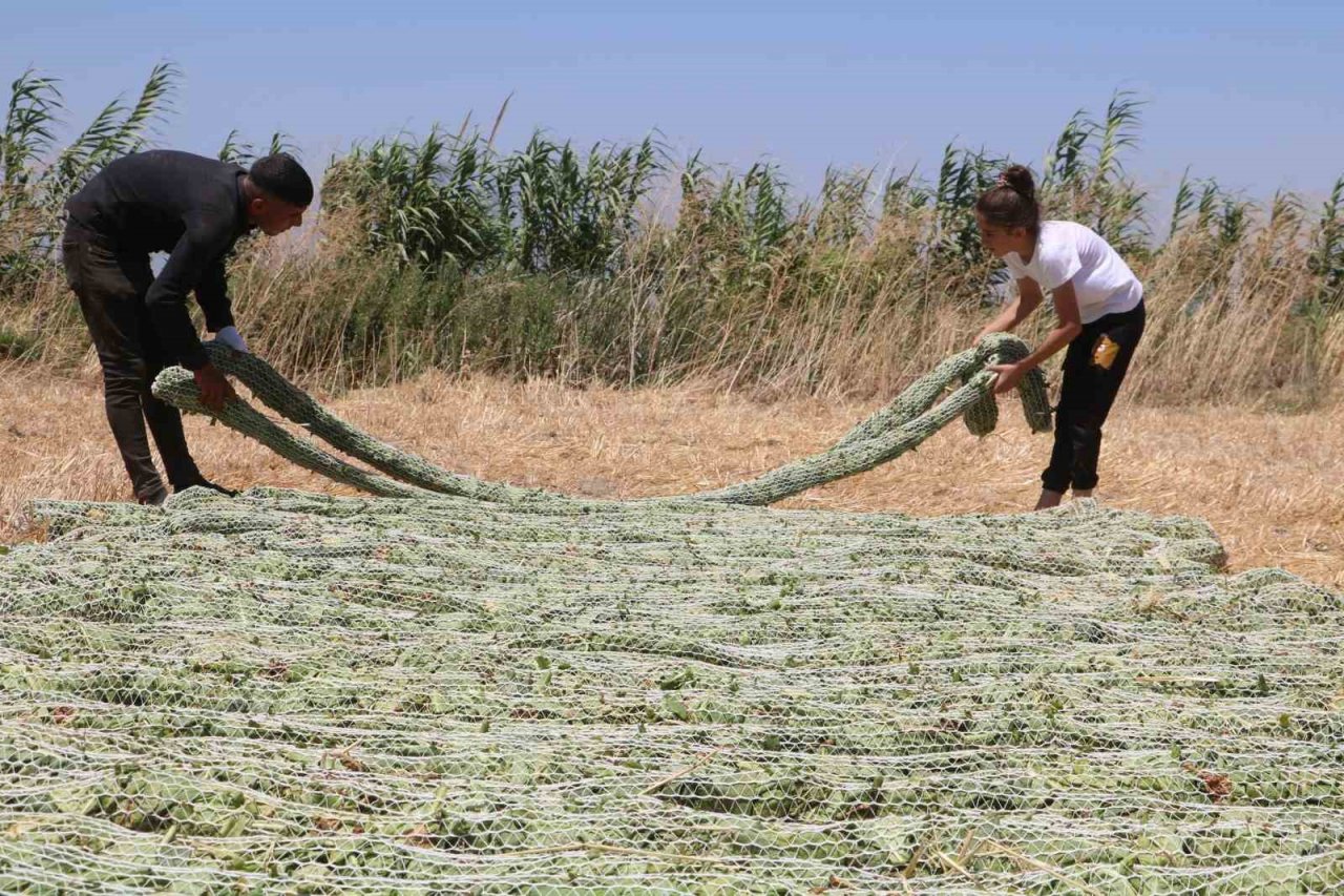 ’El Nino’ sıcağında zorlu tütün kurutma mesaisi