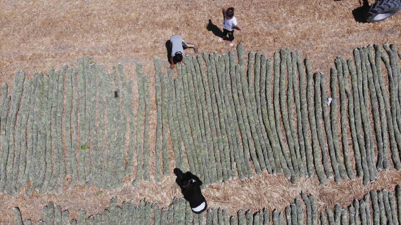 ’El Nino’ sıcağında zorlu tütün kurutma mesaisi