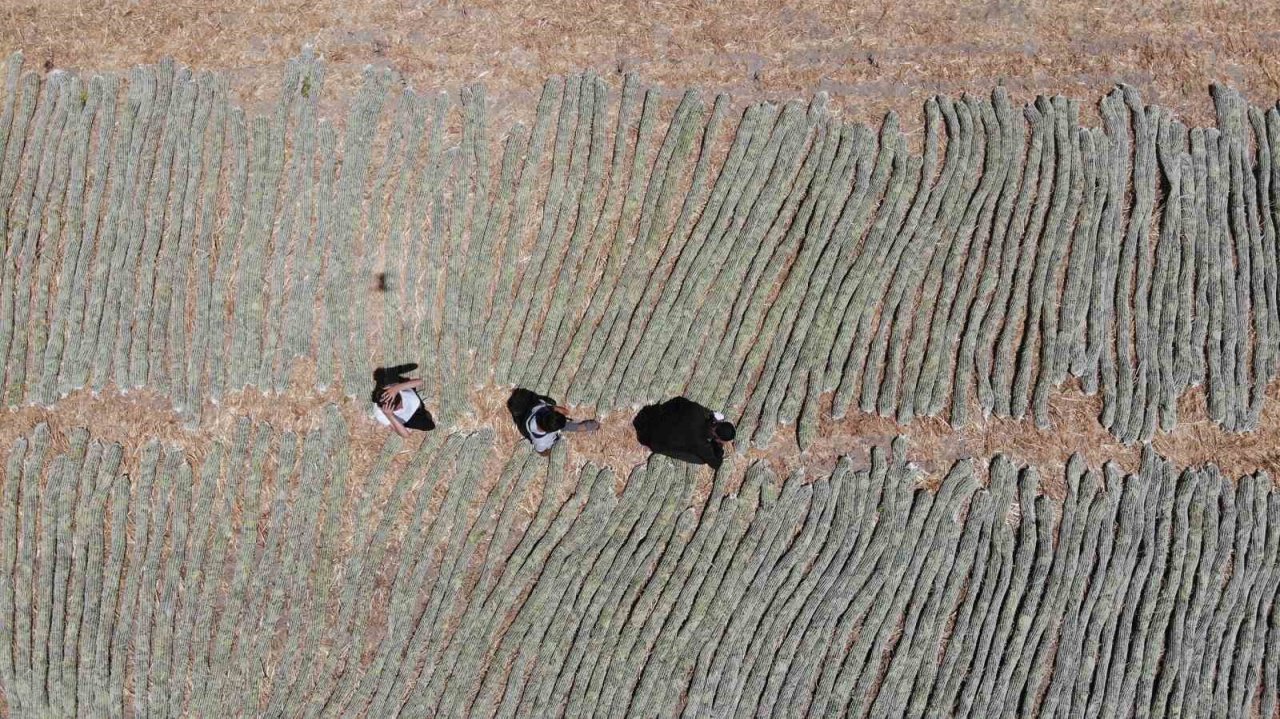 ’El Nino’ sıcağında zorlu tütün kurutma mesaisi