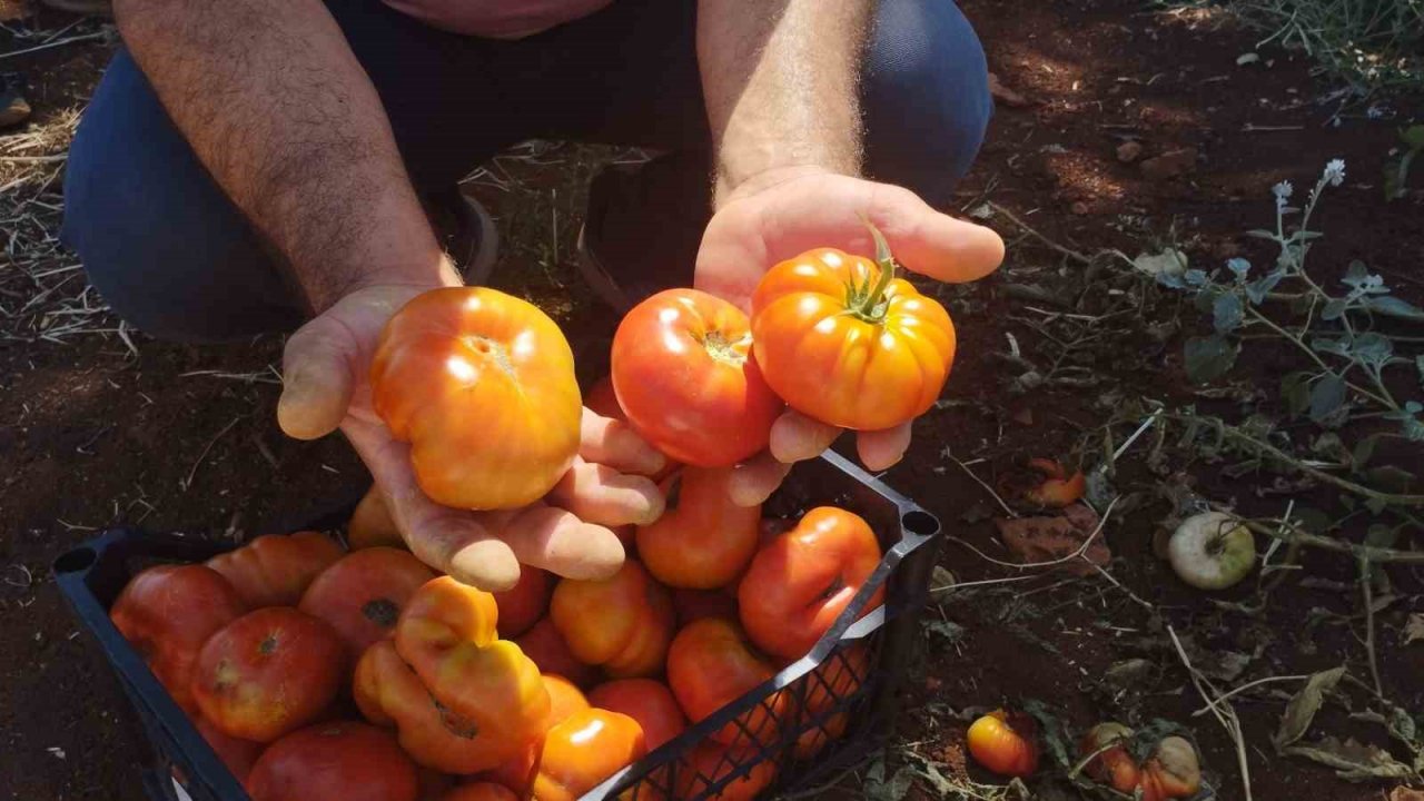 Dönüm başı 30 ton ürün alan üretici yerli domatesi 10 liradan satıyor