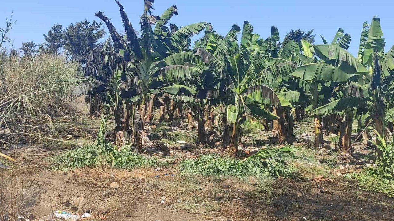 Muz bahçesinde korkutan yangın