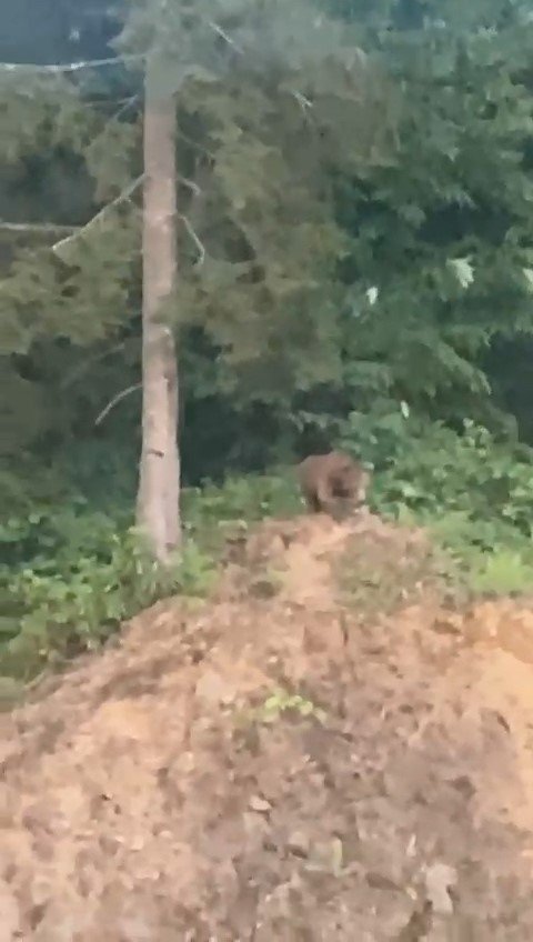 Önüne çıkan ayıyı ‘kışt’ diyerek kovmaya çalıştı