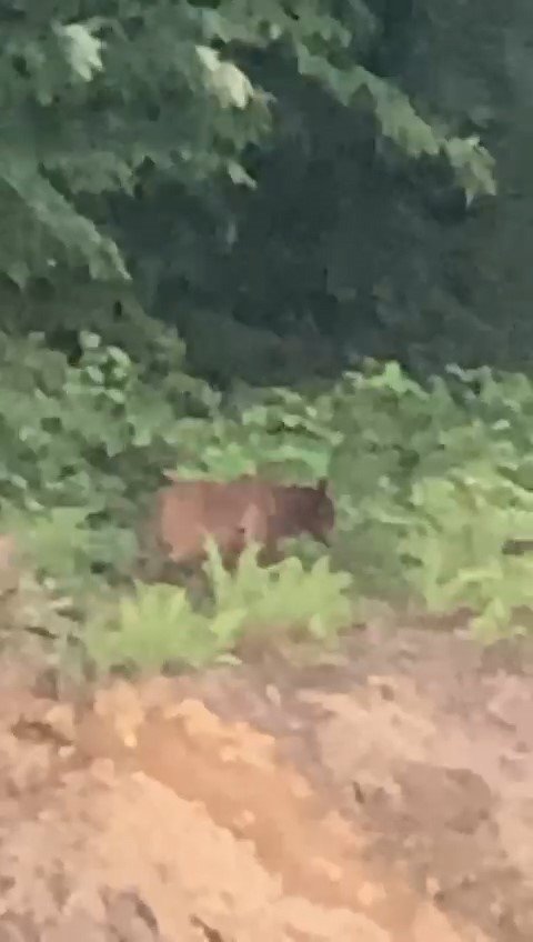 Önüne çıkan ayıyı ‘kışt’ diyerek kovmaya çalıştı