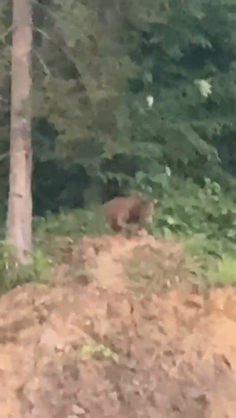 Önüne çıkan ayıyı ‘kışt’ diyerek kovmaya çalıştı