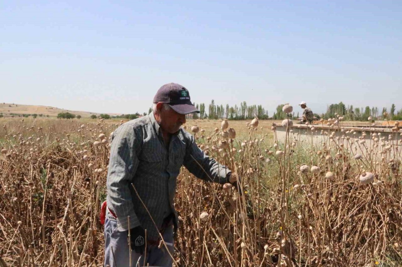 Afyonkarahisar’da haşhaş hasadı devam ediyor