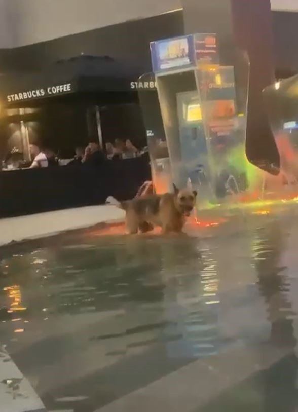 El Nino sıcakları hayvanları da etkiledi, imdatlarına vatandaşlar yetişti