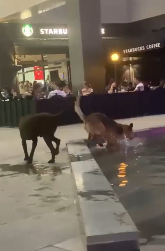 El Nino sıcakları hayvanları da etkiledi, imdatlarına vatandaşlar yetişti