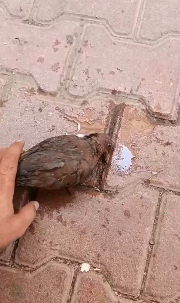 El Nino sıcakları hayvanları da etkiledi, imdatlarına vatandaşlar yetişti