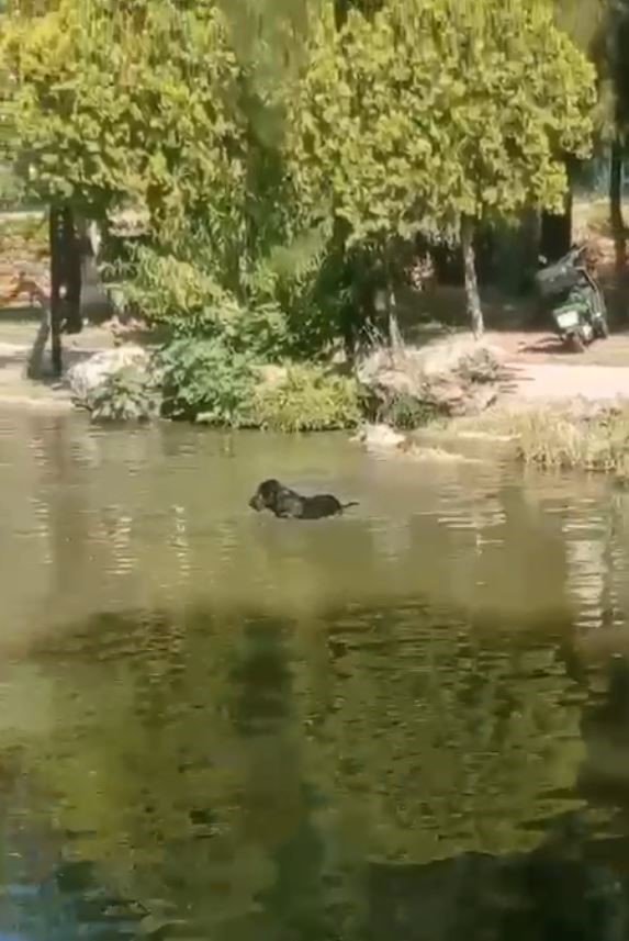 El Nino sıcakları hayvanları da etkiledi, imdatlarına vatandaşlar yetişti