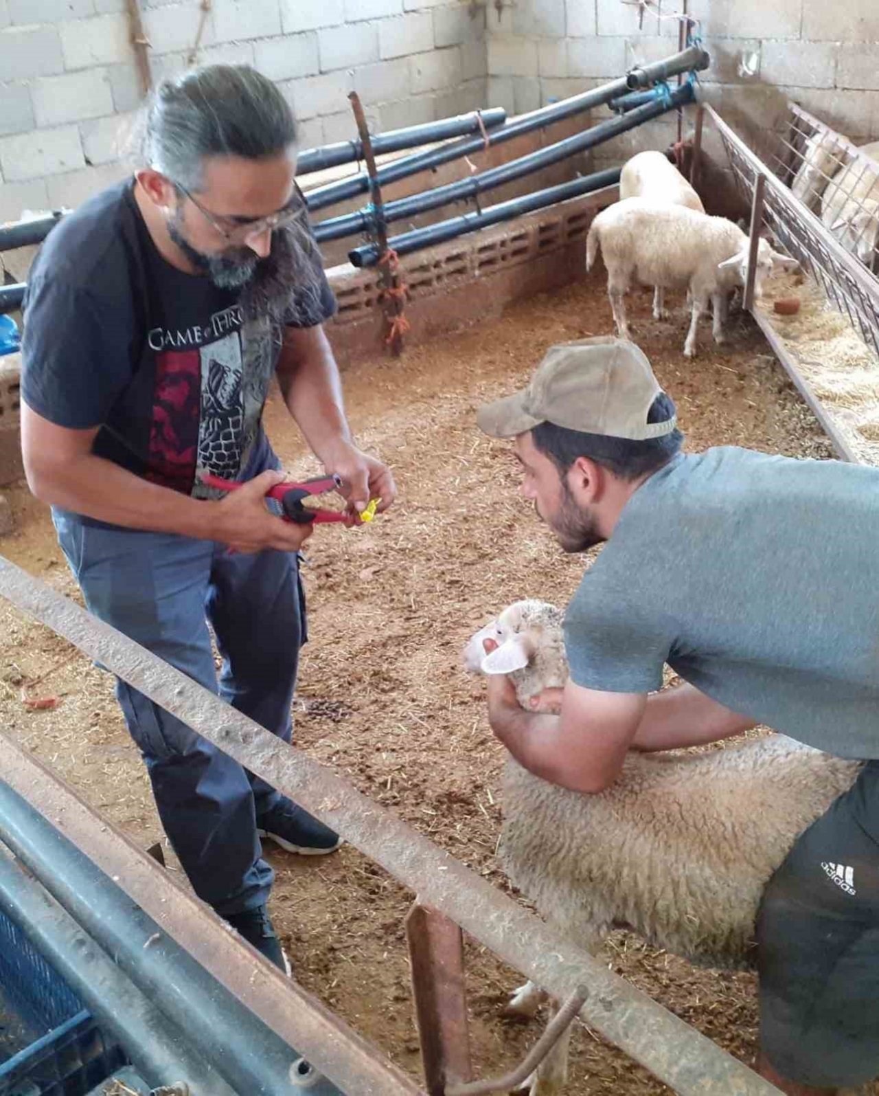 Gazipaşa’da 7 bin hayvan aşılandı