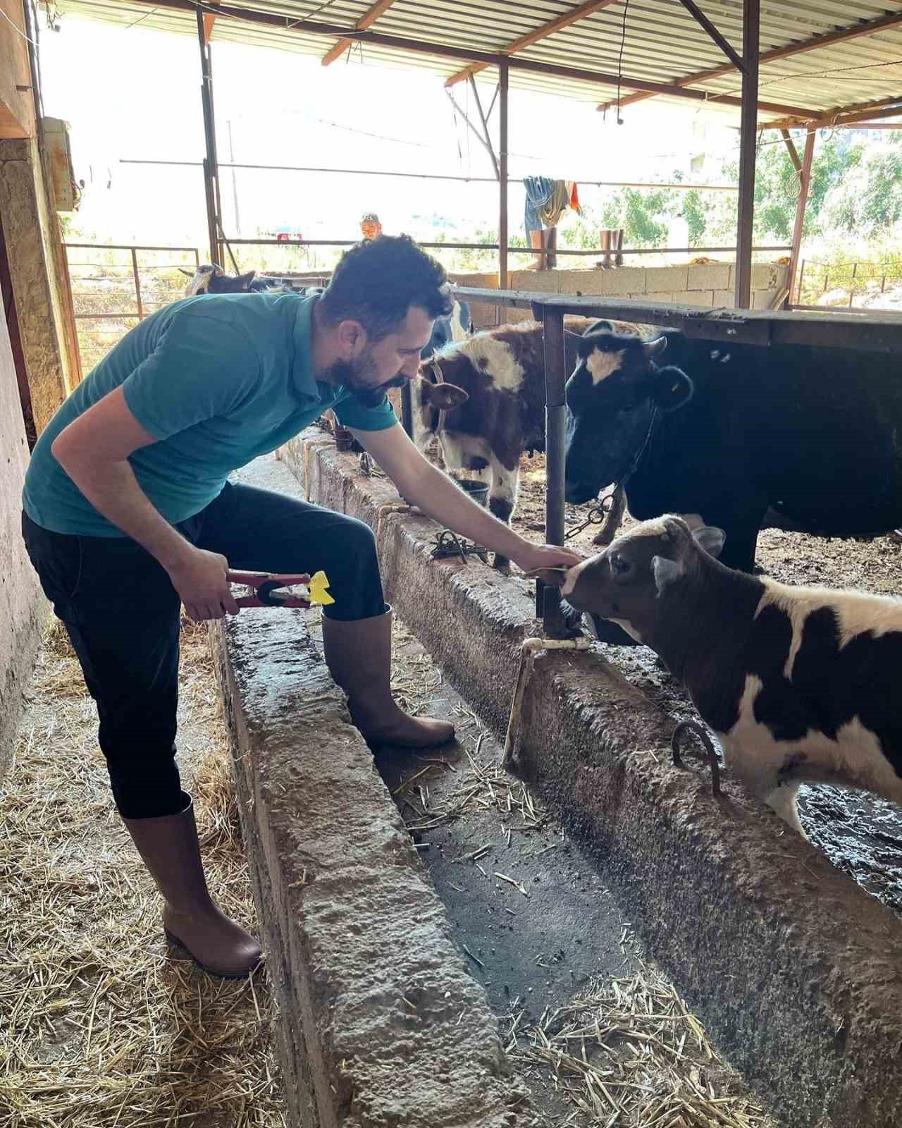 Gazipaşa’da 7 bin hayvan aşılandı