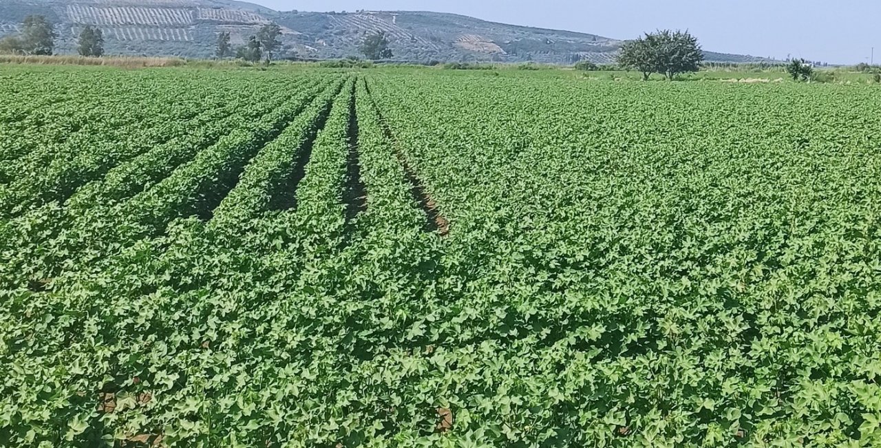 Pamuk üreticilerine “arazi taraması” çağrısı