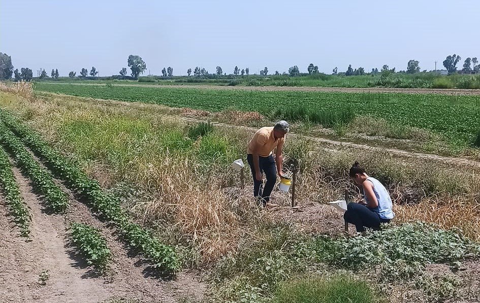 Pamuk üreticilerine “arazi taraması” çağrısı