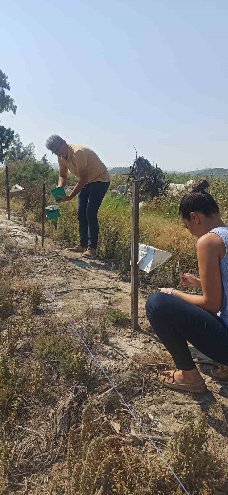 Pamuk üreticilerine “arazi taraması” çağrısı