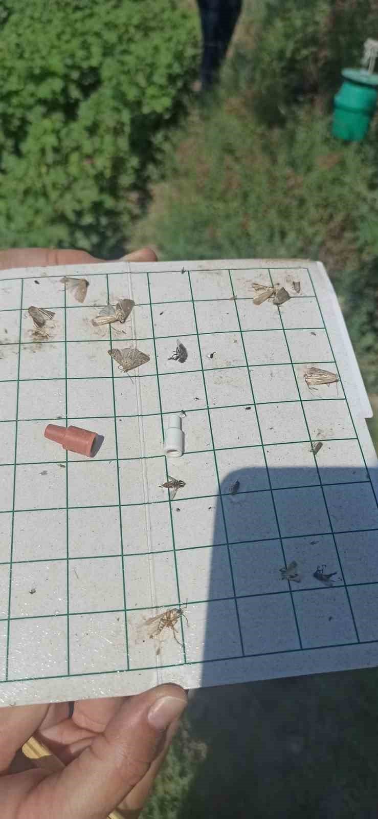 Pamuk üreticilerine “arazi taraması” çağrısı