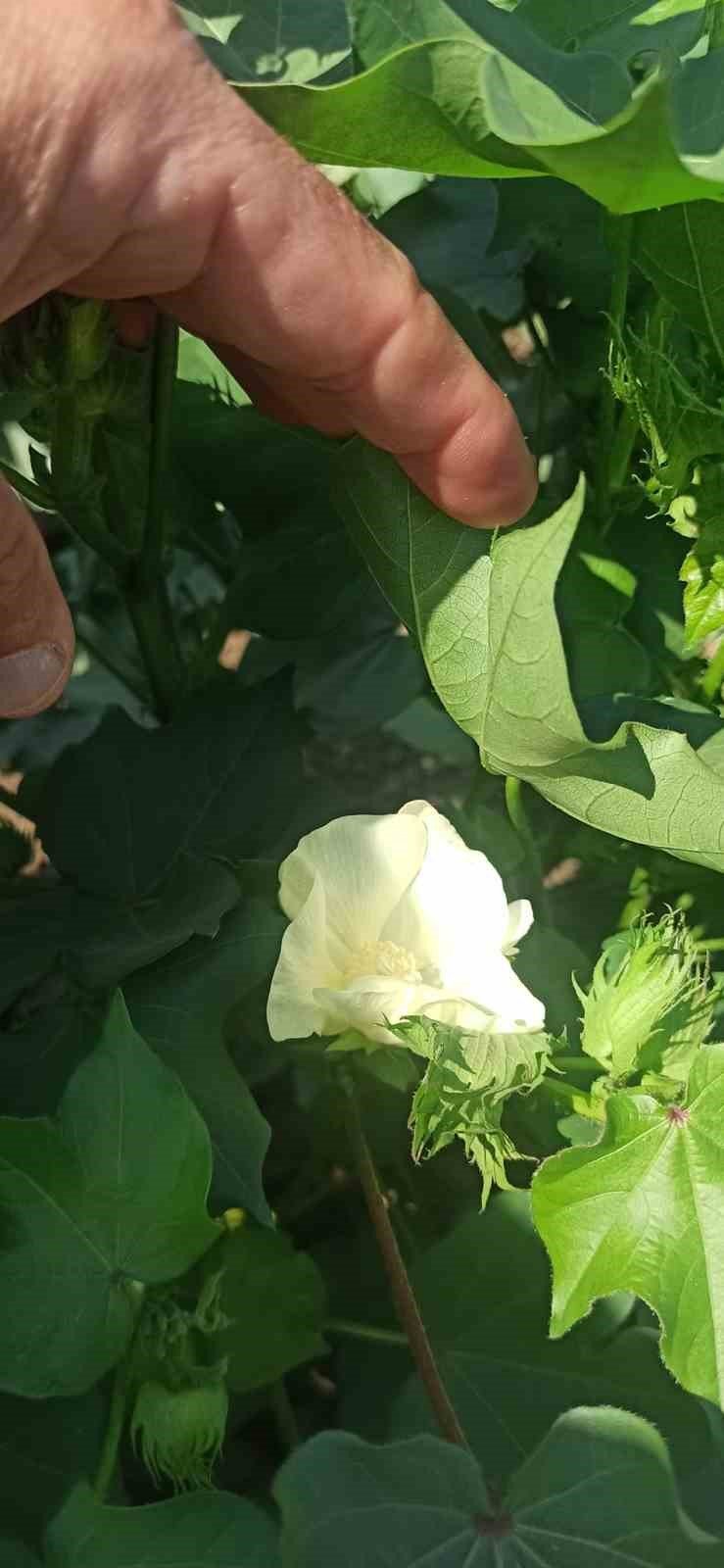 Pamuk üreticilerine “arazi taraması” çağrısı