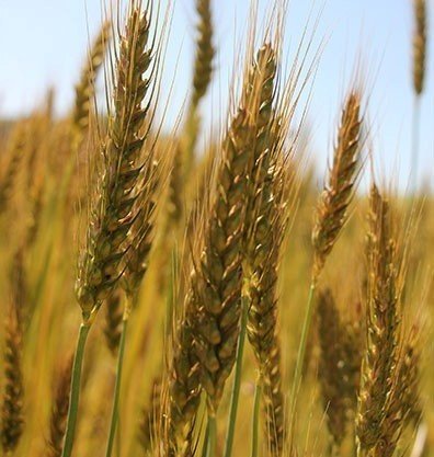 Buğday üreticisi sezondan umduğunu bulamadı