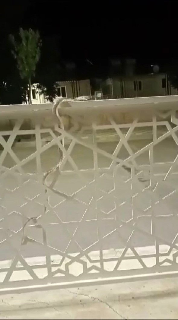 Uzmanlar uyardı: "Depremlerden dolayı yılanların yerleşim alanları bozuldu"