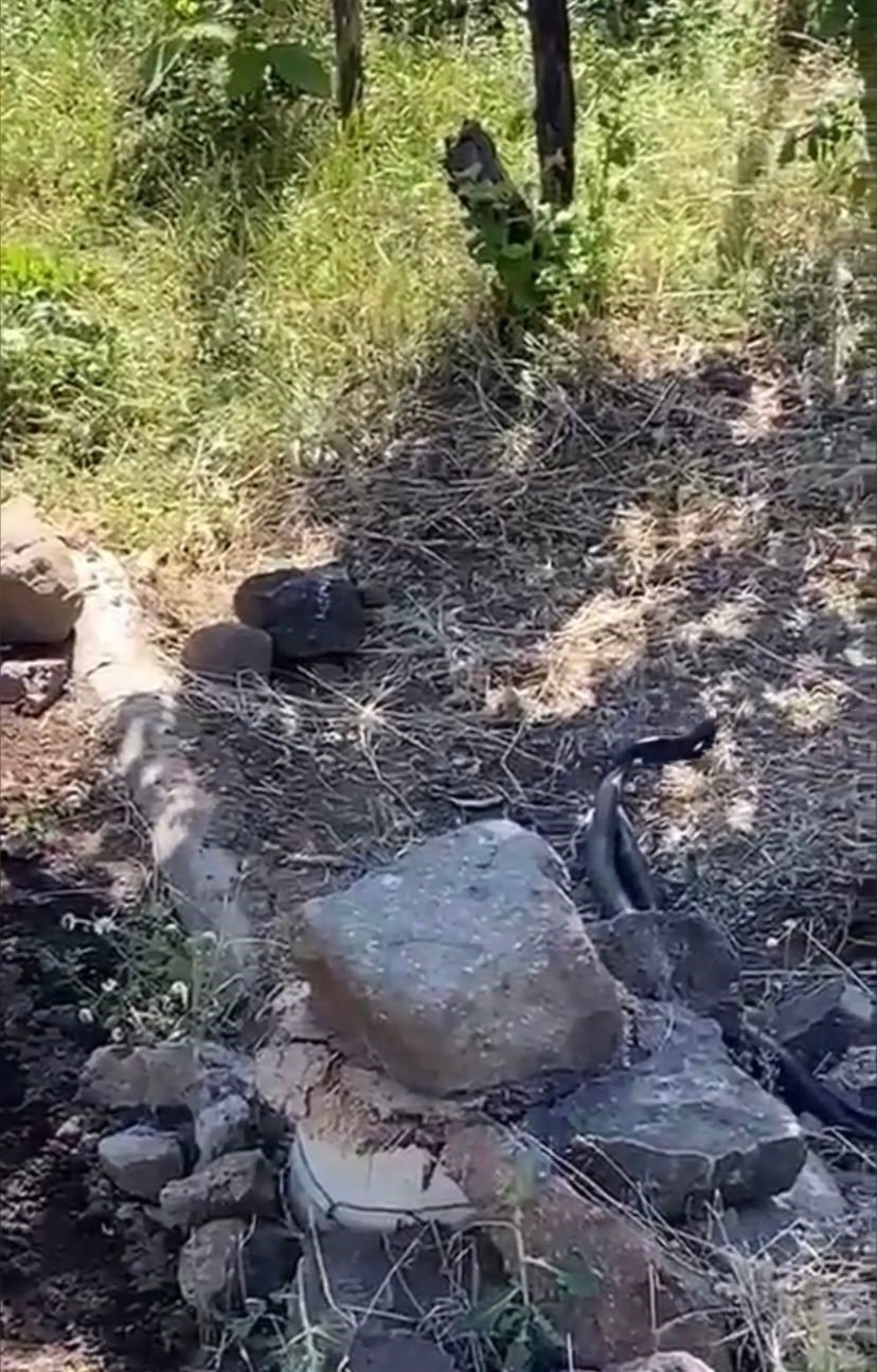 Uzmanlar uyardı: "Depremlerden dolayı yılanların yerleşim alanları bozuldu"