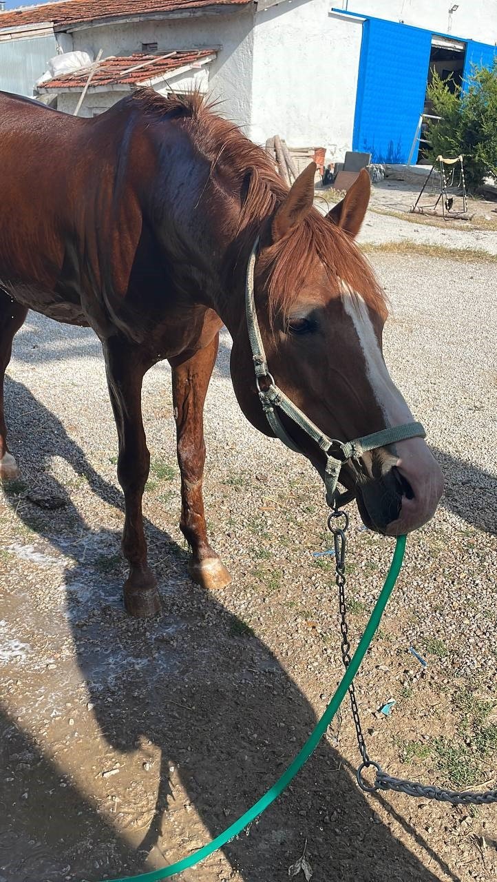 Bahçe hortumunu pipet gibi kullanarak su içen at