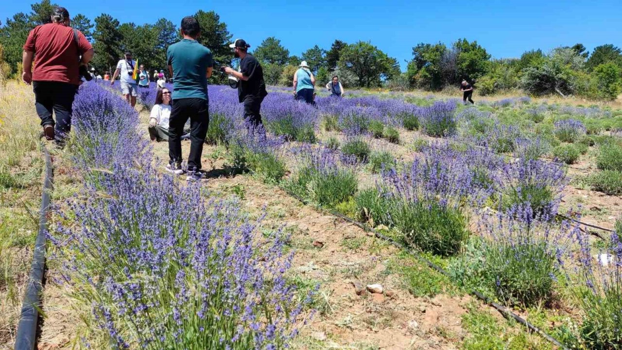 Mihalıççık’taki lavanta bahçesine fotoğrafçı akını