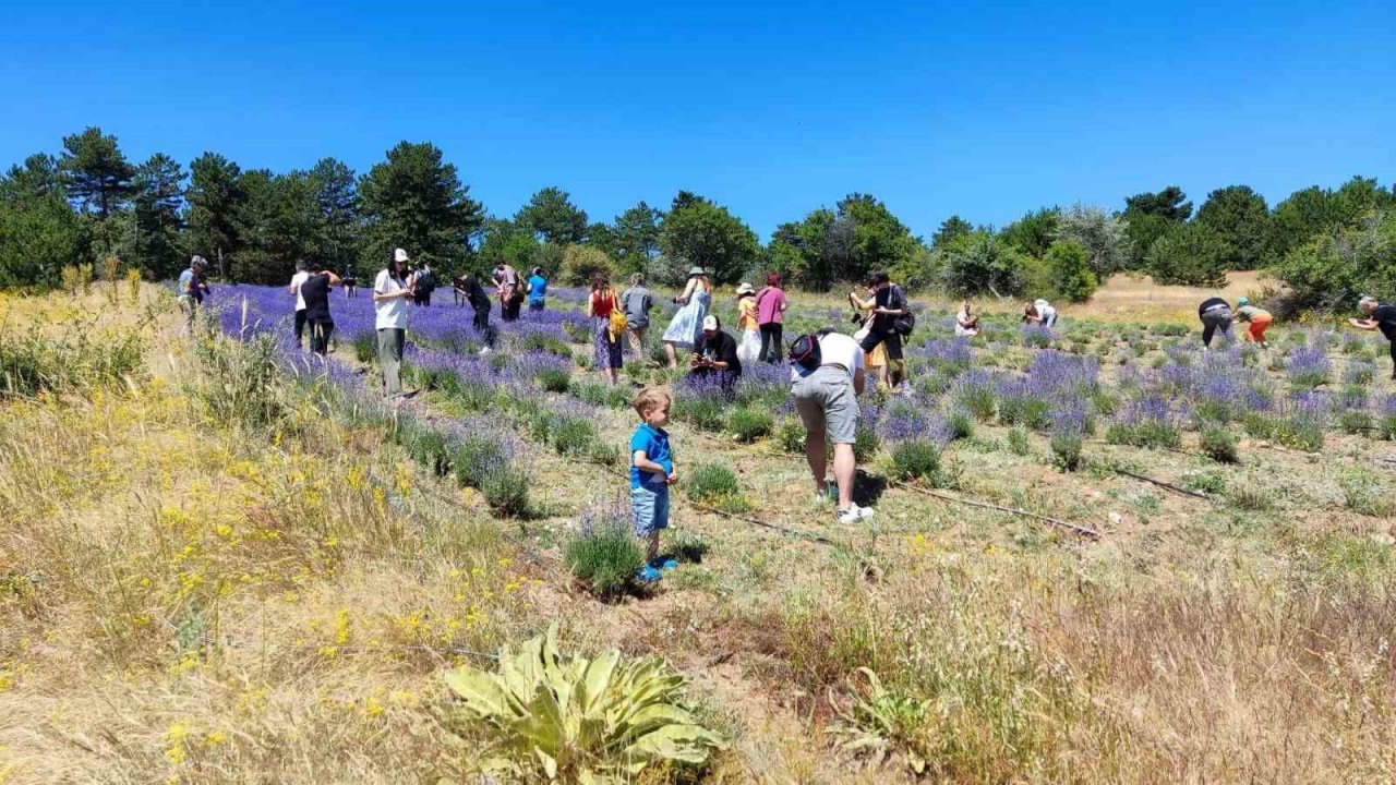 Mihalıççık’taki lavanta bahçesine fotoğrafçı akını