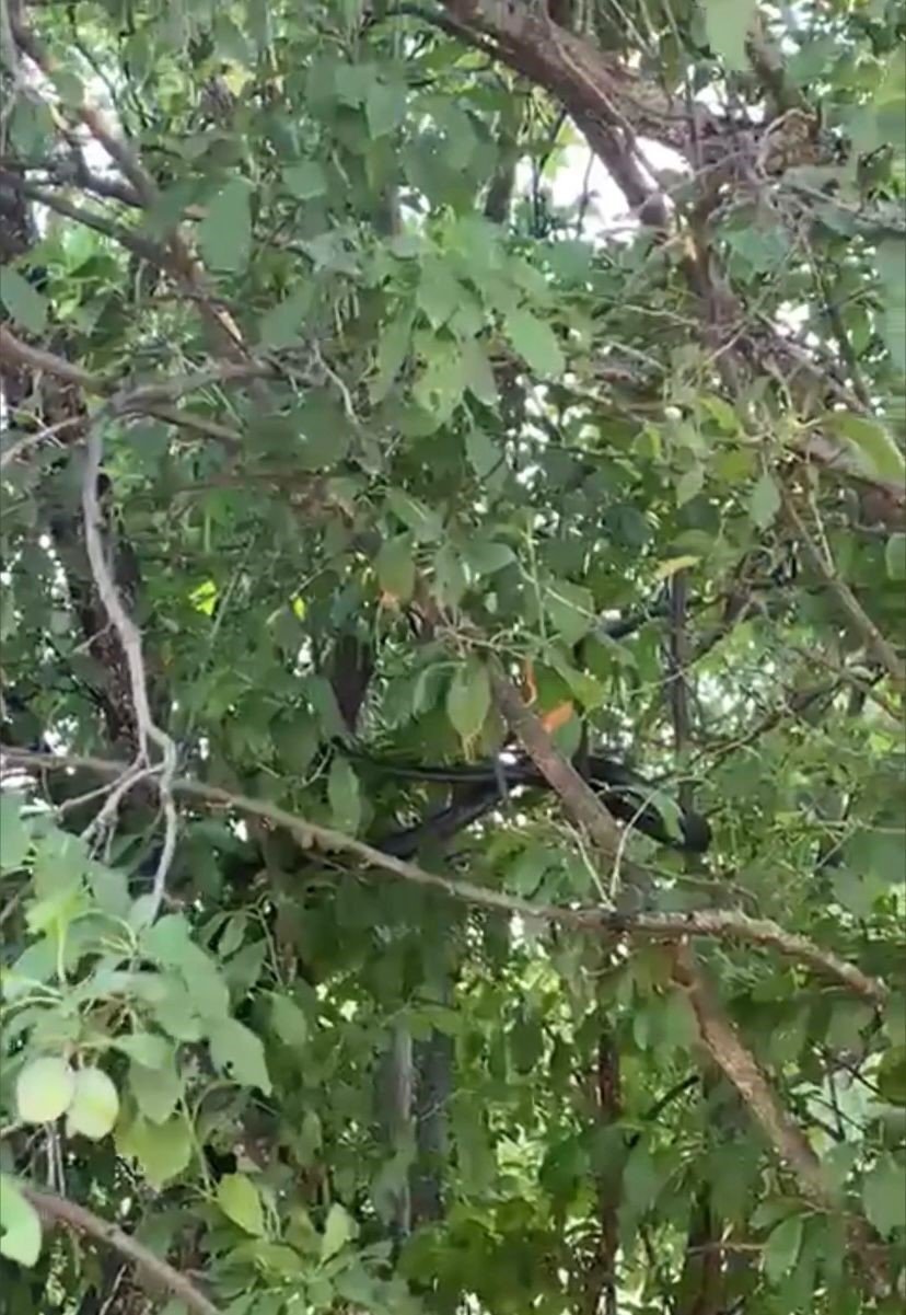 Uzmanlar uyardı: "Depremlerden dolayı yılanların yerleşim alanları bozuldu"