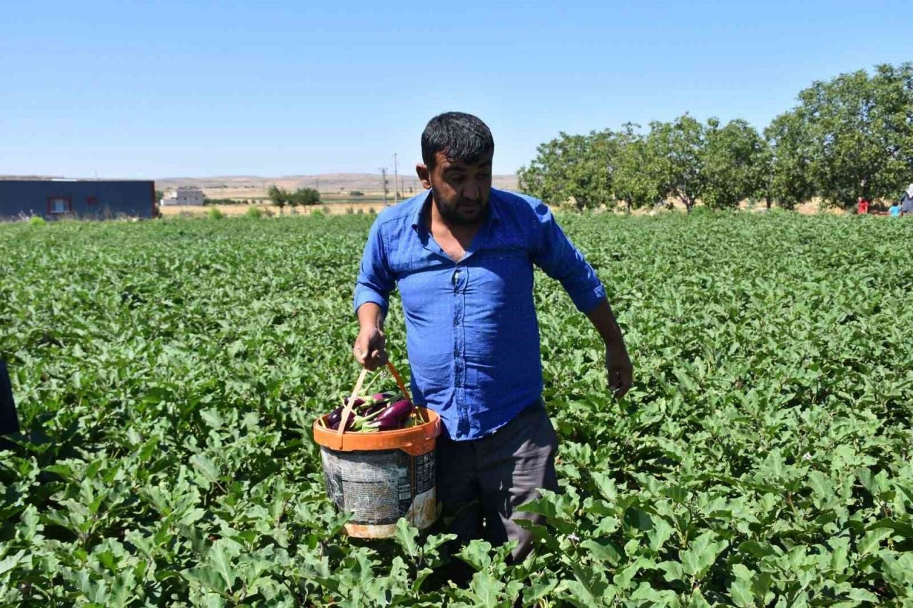 Depremzede çiftçiler toprakla hayata tutunuyor