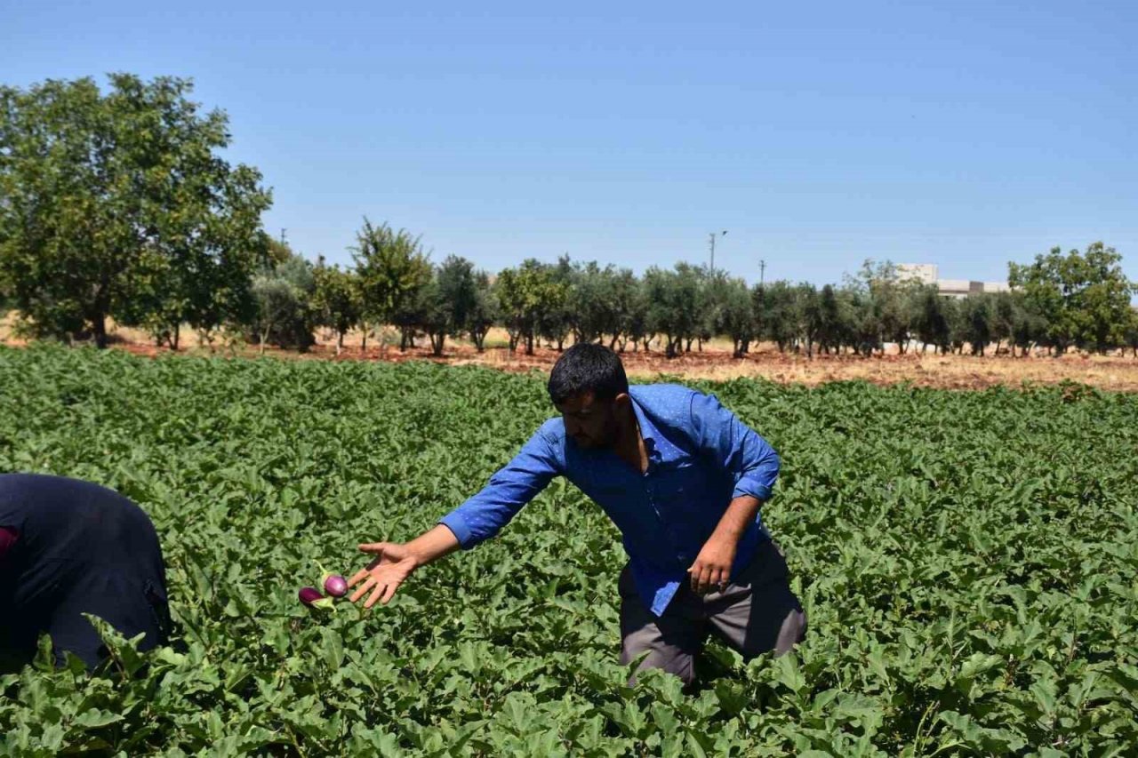 Depremzede çiftçiler toprakla hayata tutunuyor