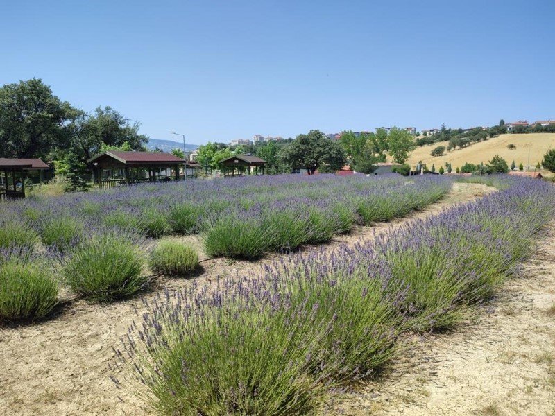 Gediz’de lavanta bahçesi görsel şölen sunuyor